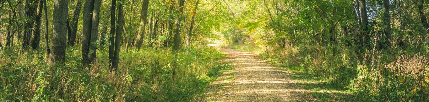 Forest Park In St. Louis, Missouri